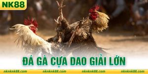 Đá Gà Cựa Dao Giải Lớn - Đỉnh Cao Đấu Trường Kịch Tính