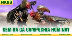 Xem Đá Gà Campuchia Hôm Nay - Tổng Hợp Các Điểm Nhìn