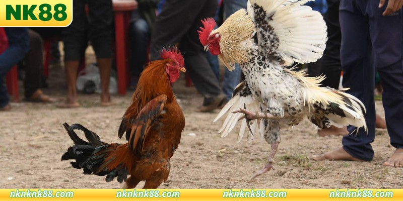 Kinh nghiệm theo dõi đấu trường trực tuyến hay