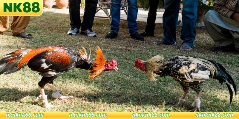 Lợi thế vượt trội khi tham gia đá gà NK88