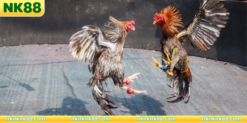 Những quy định nghiêm ngặt tại trường đấu