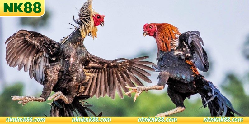 Phân tích dữ liệu từ các chuyên gia đầu ngành