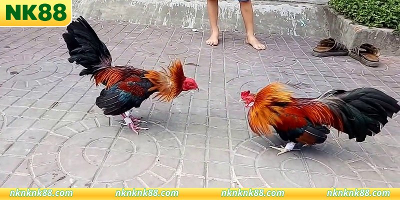 Quy định giải trí trực tuyến minh bạch nhất