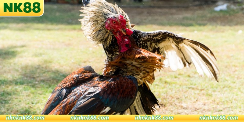 Theo dõi đá gà cựa dao giải lớn mỗi ngày