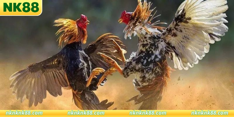 Tổng hợp hình thức thi đấu đá gà phổ biến