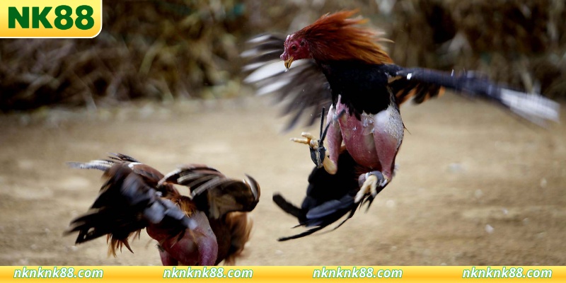 Xem đá gà campuchia hôm nay cực kỳ sôi động