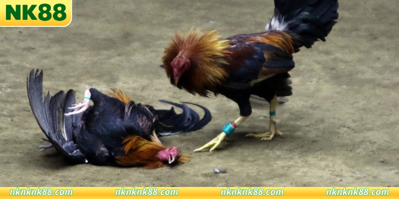 Xem đá gà thomo trực tiếp tiền lớn hấp dẫn